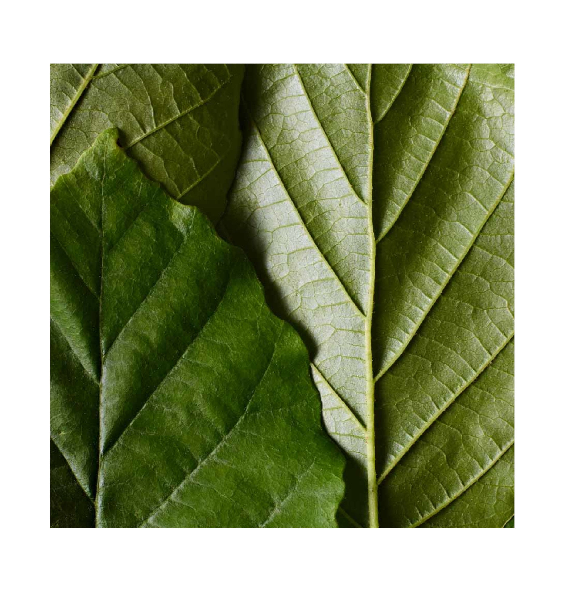 Dr. Hauschka - Teint - Colour Correcting Powder 02 calming 8g